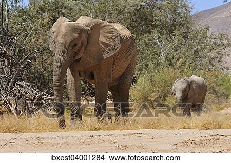 Picture - "Cow and calf of the rare Namibian Desert Elephant (Loxodonta africana), Hoanib River, Namib Desert, Kaokoland, Kaokoveld, Kunene Province, Namibia, Africa". Fotosearch