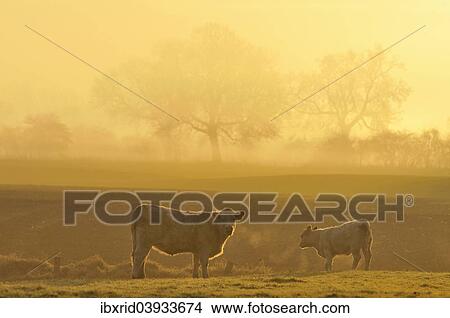 "Cow and calf on pasture at dawn, North Rhine-Westphalia, Germany, Europe" View Large Photo Image Picture - "Cow and calf on pasture at dawn, North Rhine-Westphalia, Germany, Europe". Fotosearch