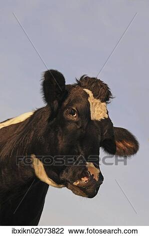 "Cow (Bos primigenius taurus), portrait" View Large Photo Image Stock Image - "Cow (Bos primigenius taurus), portrait". Fotosearch