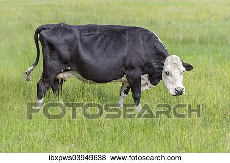 "Cow (Bos taurus) in grass pasture, South Wales, United Kingdom, Europe" View Large Photo Image Stock Photo - "Cow (Bos taurus) in grass pasture, South Wales, United Kingdom, Europe". Fotosearch