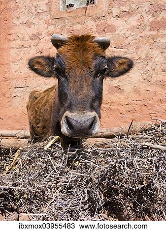 "Cow in front of a mud house, Anammer adobe village, Ourika Valley, Atlas Mountains, Marrakech-Tensift-Al Haouz, Morocco, Africa" View Large Photo Image Stock Image - "Cow in front of a mud house, Anammer adobe village, Ourika Valley, Atlas Mountains, Marrakech-Tensift-Al Haouz, Morocco, Africa". Fotosearch