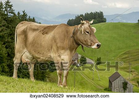 "Cow in pasture, Switzerland, Europe" View Large Photo Image Stock Photo - "Cow in pasture, Switzerland, Europe". Fotosearch