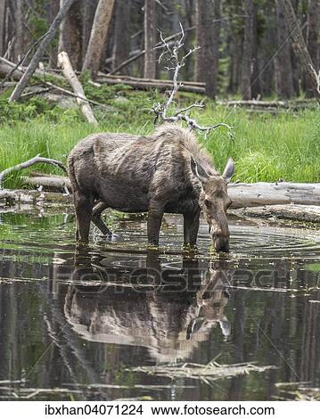 "Cow Moose (Alces alces) feeding on aquatic plants in a pond, Lander, Wyoming, United States, North America" View Large Photo Image Picture - "Cow Moose (Alces alces) feeding on aquatic plants in a pond, Lander, Wyoming, United States, North America". Fotosearch
