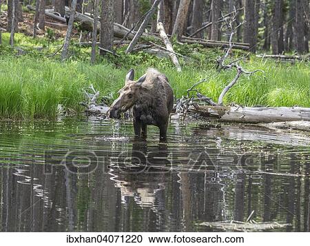 "Cow Moose (Alces alces) feeding on aquatic plants in a pond, Lander, Wyoming, United States, North America" View Large Photo Image Stock Image - "Cow Moose (Alces alces) feeding on aquatic plants in a pond, Lander, Wyoming, United States, North America". Fotosearch