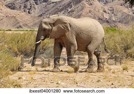 "Cow of the rare Namibian Desert Elephant (Loxodonta africana), Hoanib River, Namib Desert, Kaokoland, Kaokoveld, Kunene Province, Namibia, Africa" View Large Photo Image Stock Image - "Cow of the rare Namibian Desert Elephant (Loxodonta africana), Hoanib River, Namib Desert, Kaokoland, Kaokoveld, Kunene Province, Namibia, Africa". Fotosearch