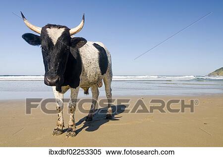 "Cow on a beach, Wild Coast or Transkei, Eastern Cape, South Africa, Africa" View Large Photo Image Stock Photography - "Cow on a beach, Wild Coast or Transkei, Eastern Cape, South Africa, Africa". Fotosearch