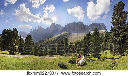 "Cow on a mountain pasture with a mountain forest, view of the Geisler Group, Villnoess Valley, Dolomites, South Tyrol, Italy, Europe" View Large Photo Image Stock Photo - "Cow on a mountain pasture with a mountain forest, view of the Geisler Group, Villnoess Valley, Dolomites, South Tyrol, Italy, Europe". Fotosearch