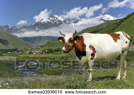 "Cow on a pasture at River Tergi or Terek, near Sioni, High Caucasus, Mtskheta-Mtianeti region, Georgia, Asia" View Large Photo Image Stock Photograph - "Cow on a pasture at River Tergi or Terek, near Sioni, High Caucasus, Mtskheta-Mtianeti region, Georgia, Asia". Fotosearch