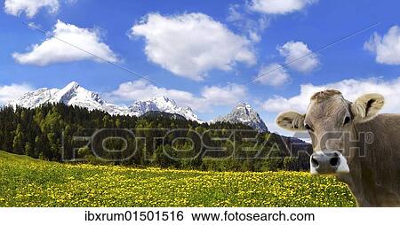"Cow on an Alpine meadow with Alpspitze Mountain and Zugspitze Mountain, Garmisch-Partenkirchen, Bavaria, Germany, Europe" View Large Photo Image Stock Photograph - "Cow on an Alpine meadow with Alpspitze Mountain and Zugspitze Mountain, Garmisch-Partenkirchen, Bavaria, Germany, Europe". Fotosearch