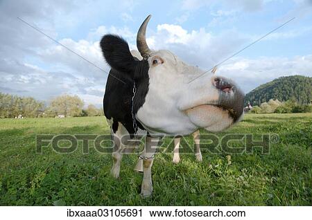 "Cow on pasture, Gura Humorului, Suceava County, Romania, Europe" View Large Photo Image Stock Image - "Cow on pasture, Gura Humorului, Suceava County, Romania, Europe". Fotosearch