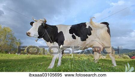 "Cow on pasture, Gura Humorului, Suceava County, Romania, Europe" View Large Photo Image Stock Photography - "Cow on pasture, Gura Humorului, Suceava County, Romania, Europe". Fotosearch