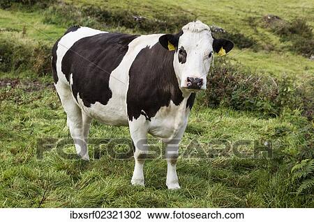 "Cow on the Beara Peninsula, Cork, Ireland, Europe" View Large Photo Image Stock Image - "Cow on the Beara Peninsula, Cork, Ireland, Europe". Fotosearch