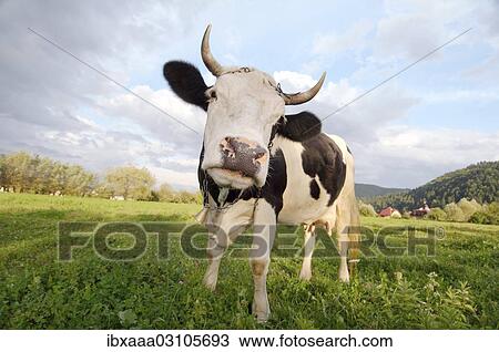 "Cow on the pasture, Gura Humorului, Suceava County, Romania, Europe" View Large Photo Image Stock Image - "Cow on the pasture, Gura Humorului, Suceava County, Romania, Europe". Fotosearch