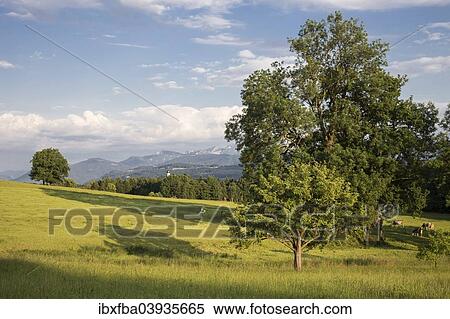 "Cow pasture near the pilgrimage church of Wilparting, Irschenberg, Miesbach region, Upper Bavaria, Germany, Europe" View Large Photo Image Stock Photography - "Cow pasture near the pilgrimage church of Wilparting, Irschenberg, Miesbach region, Upper Bavaria, Germany, Europe". Fotosearch