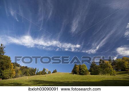 "Cow pasture with trees in autumn, Isarwinkel, Gaissach, Upper Bavaria, Bavaria, Germany, Europe" View Large Photo Image Stock Image - "Cow pasture with trees in autumn, Isarwinkel, Gaissach, Upper Bavaria, Bavaria, Germany, Europe". Fotosearch