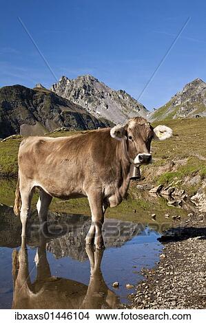 "Cow standing in the Wangsersee lake at the Pizol massif, Bad Ragaz, Heidi country, Canton St. Gallen, Switzerland, Europe" View Large Photo Image Picture - "Cow standing in the Wangsersee lake at the Pizol massif, Bad Ragaz, Heidi country, Canton St. Gallen, Switzerland, Europe". Fotosearch
