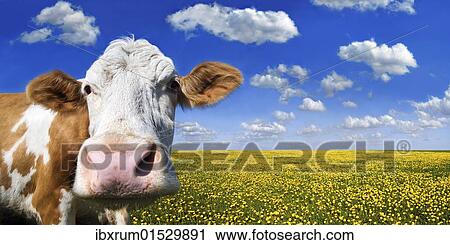 Cow standing on a meadow with dandelions against a blue sky with white clouds View Large Photo Image Stock Image - Cow standing on a meadow with dandelions against a blue sky with white clouds. Fotosearch