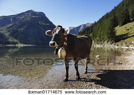 "Cow with cow bell, cattle drive on Lake Vilsalpsee at Tannheim, Tannheimer Tal high valley, Tyrol, Austria, Europe" View Large Photo Image Stock Photography - "Cow with cow bell, cattle drive on Lake Vilsalpsee at Tannheim, Tannheimer Tal high valley, Tyrol, Austria, Europe". Fotosearch