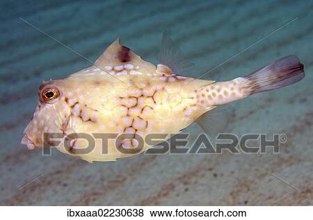 "Cowfish (Acanthostracion sp. ), Red Sea, Egypt, Africa" View Large Photo Image Stock Photo - "Cowfish (Acanthostracion sp. ), Red Sea, Egypt, Africa". Fotosearch