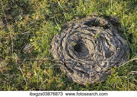 Stock Image - cowpat on meadow. Fotosearch