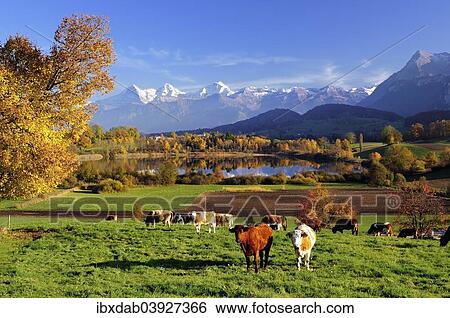 "Cows in front of Uebeschisee Lake in autumn, Bernese Alps with mountains Eiger, Monch and Jungfrau at the back, Niesen, Canton of Bern, Switzerland, Europe" View Large Photo Image Stock Photograph - "Cows in front of Uebeschisee Lake in autumn, Bernese Alps with mountains Eiger, Monch and Jungfrau at the back, Niesen, Canton of Bern, Switzerland, Europe". Fotosearch