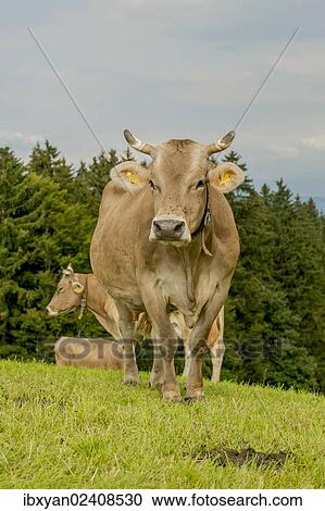 "Cows in pasture, Switzerland, Europe" View Large Photo Image Stock Image - "Cows in pasture, Switzerland, Europe". Fotosearch