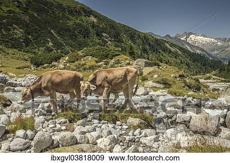 "Cows in Zemmgrund valley with Zemmbach stream, Ginzling, Zillertal valley, Tyrol, Austria, Europe" View Large Photo Image Stock Photo - "Cows in Zemmgrund valley with Zemmbach stream, Ginzling, Zillertal valley, Tyrol, Austria, Europe". Fotosearch