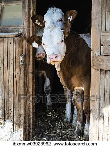 "Cows looking out from the stable, Austria, Europe" View Large Photo Image Stock Image - "Cows looking out from the stable, Austria, Europe". Fotosearch