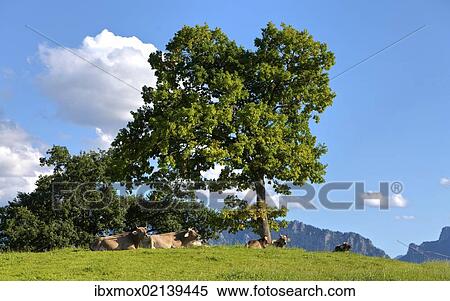 Stock Photography - "Cows lying under a tree in the afternoon sun, Lake Forggensee, Upper Bavaria, Bavaria, Germany, Europe, PublicGround, Europe". Fotosearch