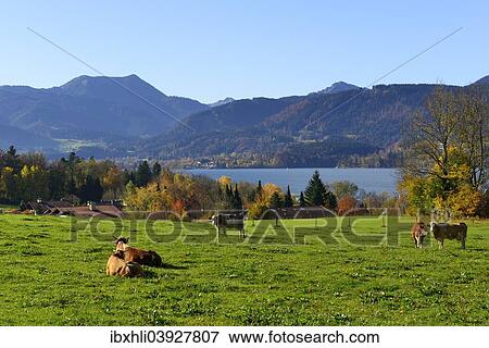 "Cows on a pasture above the Tegernsee Lake, Gmund, Upper Bavaria, Bavaria, Germany, Europe" View Large Photo Image Stock Photo - "Cows on a pasture above the Tegernsee Lake, Gmund, Upper Bavaria, Bavaria, Germany, Europe". Fotosearch