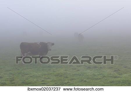 Stock Photo - "Cows on a pasture in the fog, Lake Staffelsee, Seehausen, Murnau, Upper Bavaria, Bavaria, Germany, Europe, PublicGround, Europe". Fotosearch
