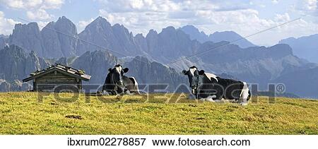 "Cows on Aferer Alm alp on Plosen mountain, with the Afer Geisler group and Peitlerkofel mountain, Wuerzjoch ridge, Villnoesstal valley, Dolomites, province of Bolzano-Bozen, Italy, Europe" View Large Photo Image Stock Photo - "Cows on Aferer Alm alp on Plosen mountain, with the Afer Geisler group and Peitlerkofel mountain, Wuerzjoch ridge, Villnoesstal valley, Dolomites, province of Bolzano-Bozen, Italy, Europe". Fotosearch