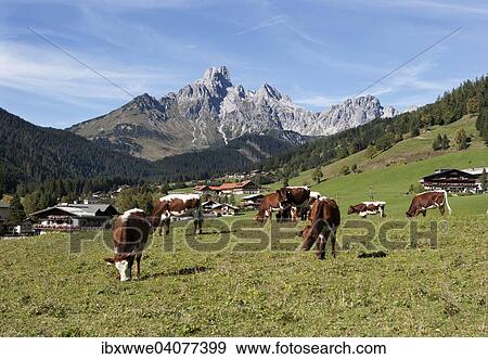 "Cows on alpine meadow, behind the Bischofsmutze, Dachstein Massif, Filzmoos, Salzburg State, Austria, Europe" View Large Photo Image Stock Photo - "Cows on alpine meadow, behind the Bischofsmutze, Dachstein Massif, Filzmoos, Salzburg State, Austria, Europe". Fotosearch