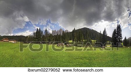 "Cows on the pasture, Zanser Alm alp after a thunderstorm, Geisler group, Santa Maddalena, Villnoesstal valley, province of Bolzano-Bozen, Italy, Europe" View Large Photo Image Stock Image - "Cows on the pasture, Zanser Alm alp after a thunderstorm, Geisler group, Santa Maddalena, Villnoesstal valley, province of Bolzano-Bozen, Italy, Europe". Fotosearch