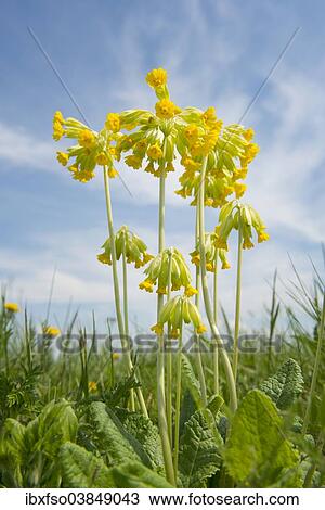 "Cowslip (Primula veris), flowering, Thuringia, Germany, Europe" View Large Photo Image Stock Image - "Cowslip (Primula veris), flowering, Thuringia, Germany, Europe". Fotosearch