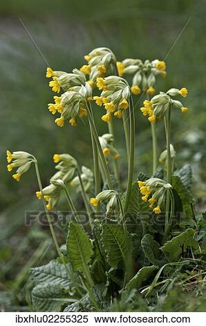 Stock Photography - "Cowslip (Primula veris), Untergroeningen, Baden-Wuerttemberg, Germany, Europe". Fotosearch