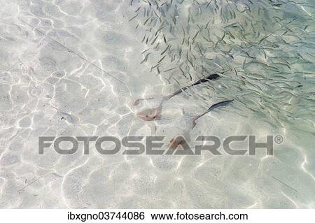 Stock Photograph - "Cowtail Stingrays (Pastinachus sephen) in shallow water, Kurendhoo Island, Lhaviyani Atoll, Maldives, Asia". Fotosearch