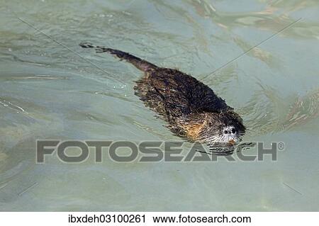 "Coypu, River Rat or Nutria (Myocastor coypus), floating, Poing, Upper Bavaria, Bavaria, Germany, Europe" View Large Photo Image Stock Image - "Coypu, River Rat or Nutria (Myocastor coypus), floating, Poing, Upper Bavaria, Bavaria, Germany, Europe". Fotosearch