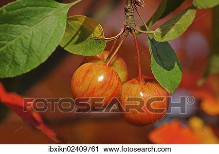 Crab Apples (Malus prunifolia) View Large Photo Image Stock Image - Crab Apples (Malus prunifolia). Fotosearch