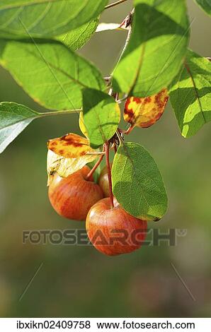 Crab Apples (Malus prunifolia) View Large Photo Image Stock Photo - Crab Apples (Malus prunifolia). Fotosearch