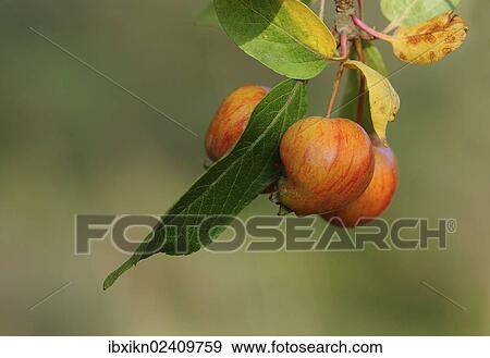 Crab Apples (Malus prunifolia) View Large Photo Image Stock Photo - Crab Apples (Malus prunifolia). Fotosearch