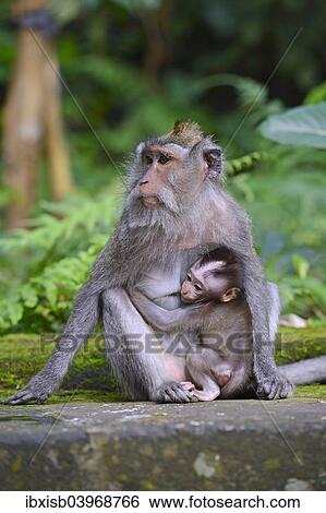 "Crab-eating macaque (Macaca fascicularis) with young in the Ubud Monkey Forest, Ubud, Bali, Indonesia, Asia" View Large Photo Image Stock Photograph - "Crab-eating macaque (Macaca fascicularis) with young in the Ubud Monkey Forest, Ubud, Bali, Indonesia, Asia". Fotosearch