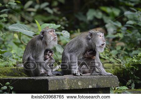 Stock Photography - "Crab-eating macaques (Macaca fascicularis) with young in the Ubud Monkey Forest, Ubud, Bali, Indonesia, Asia". Fotosearch