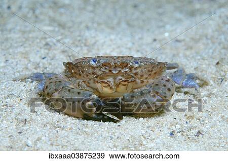 "Crab species (Xantho poressa), Black Sea, Crimea, Russia, Europe" View Large Photo Image Stock Photo - "Crab species (Xantho poressa), Black Sea, Crimea, Russia, Europe". Fotosearch