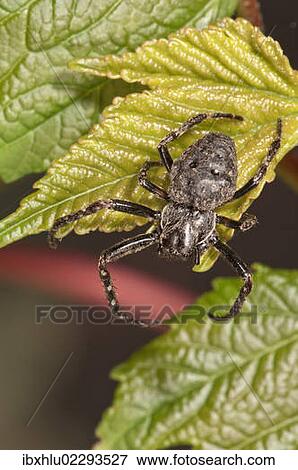Stock Photo - "Crab spider (Pistius truncatus), lying in wait, Untergroeningen, Baden-Wuerttemberg, Germany, Europe". Fotosearch