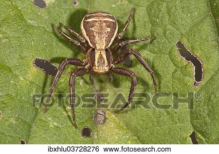 "Crab Spider (Xystus cristatus), female in waiting postion, Baden-Wurttemberg, Germany, Europe" View Large Photo Image Stock Photograph - "Crab Spider (Xystus cristatus), female in waiting postion, Baden-Wurttemberg, Germany, Europe". Fotosearch