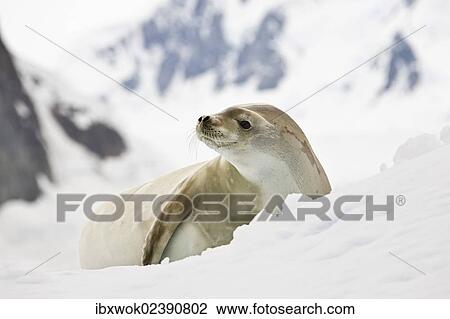 Stock Image - "Crabeater Seal (Lobodon carcinophaga), Antarctic Peninsula, Antarctica". Fotosearch