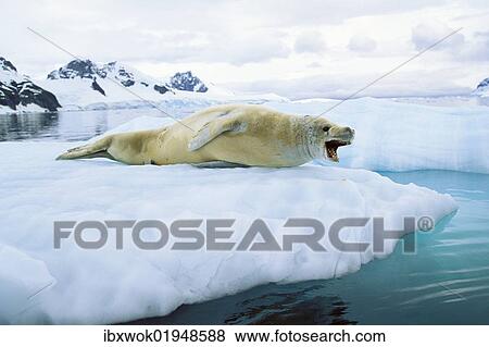 Stock Photo - "Crabeater seal (Lobodon carcinophagus), Paradise Bay, Graham Land, Antarctic Peninsula, Antarctica". Fotosearch