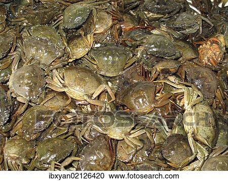 Stock Image - Crabs for sale. Fotosearch