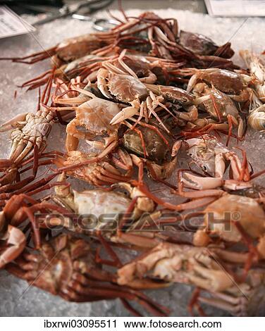 Crabs on a bed of ice in a market hall View Large Photo Image Stock Image - Crabs on a bed of ice in a market hall. Fotosearch